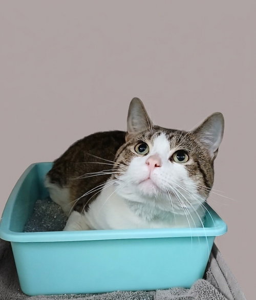 Kailo, an adoptable Tabby in Martinsburg, WV