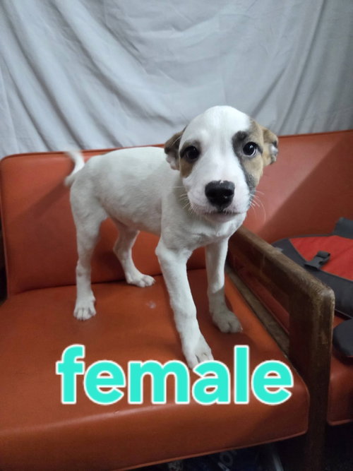 Arabella, Amara and Asia, an adoptable Hound in Martinsburg, WV