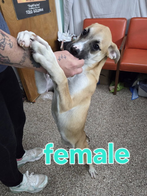 Paradise and Paisley, an adoptable Hound in Martinsburg, WV