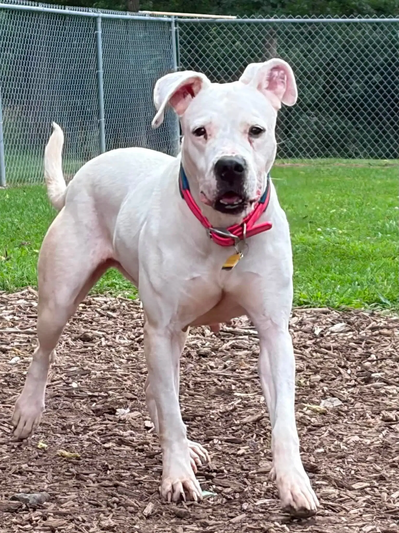 Paisley - Dogo Argentino