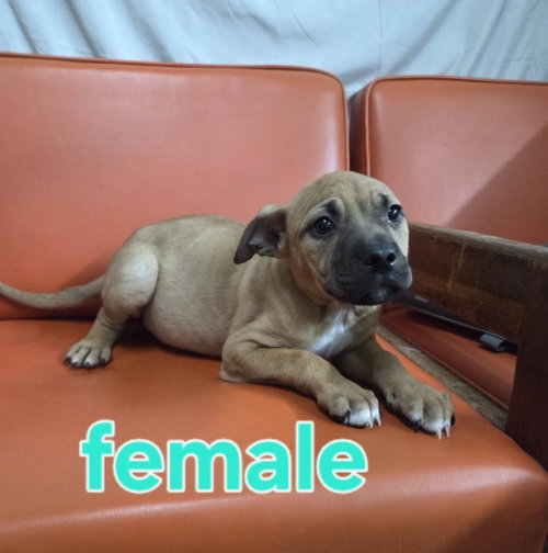 Two Female and one Male Pup, an adoptable Hound in Martinsburg, WV