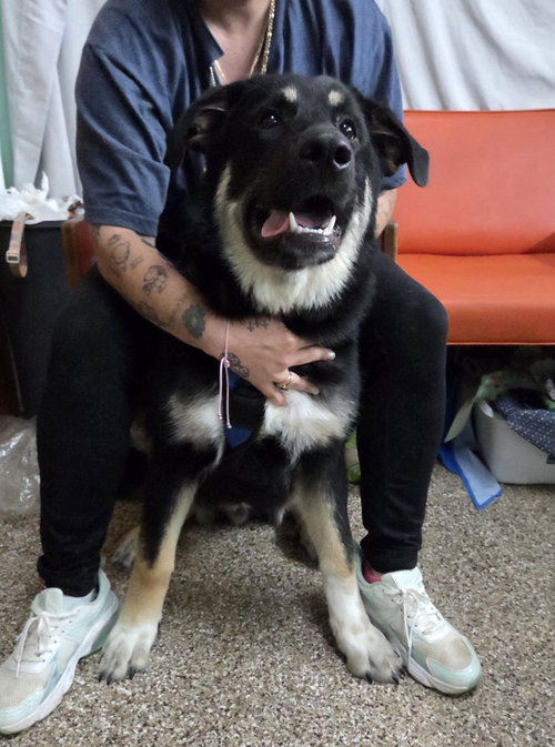 Cash, an adoptable Great Pyrenees in Martinsburg, WV