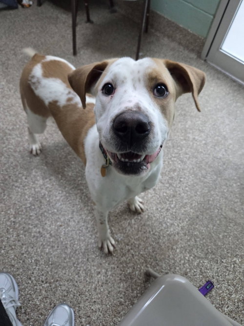 Sandy, an adoptable Hound in Martinsburg, WV