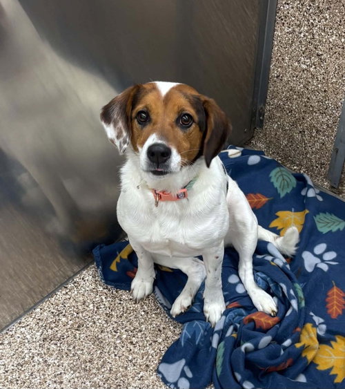 Dixie, an adoptable Spaniel in Martinsburg, WV