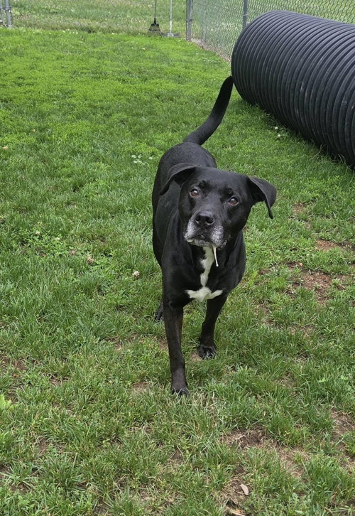 Ace, an adoptable Black Labrador Retriever in Martinsburg, WV