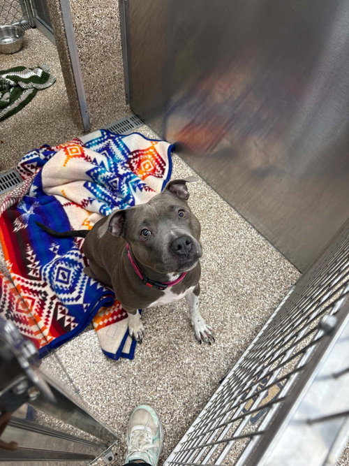 Lulu, an adoptable Pit Bull Terrier in Martinsburg, WV