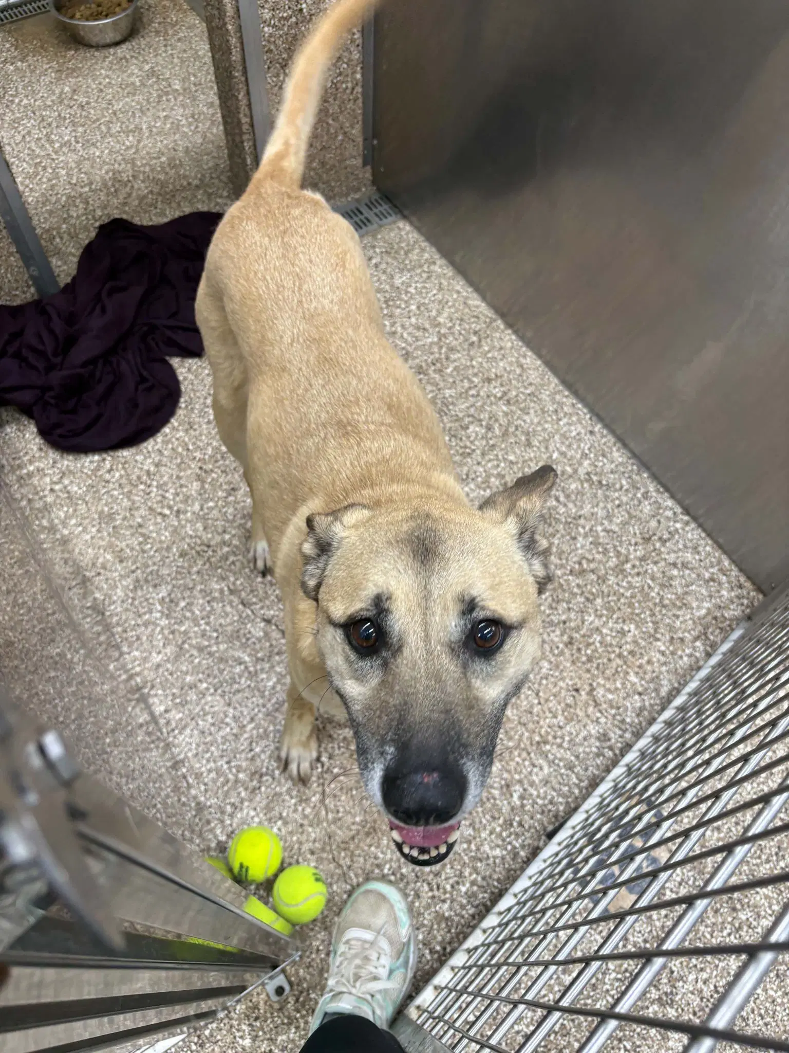 Butters - German Shepherd Dog