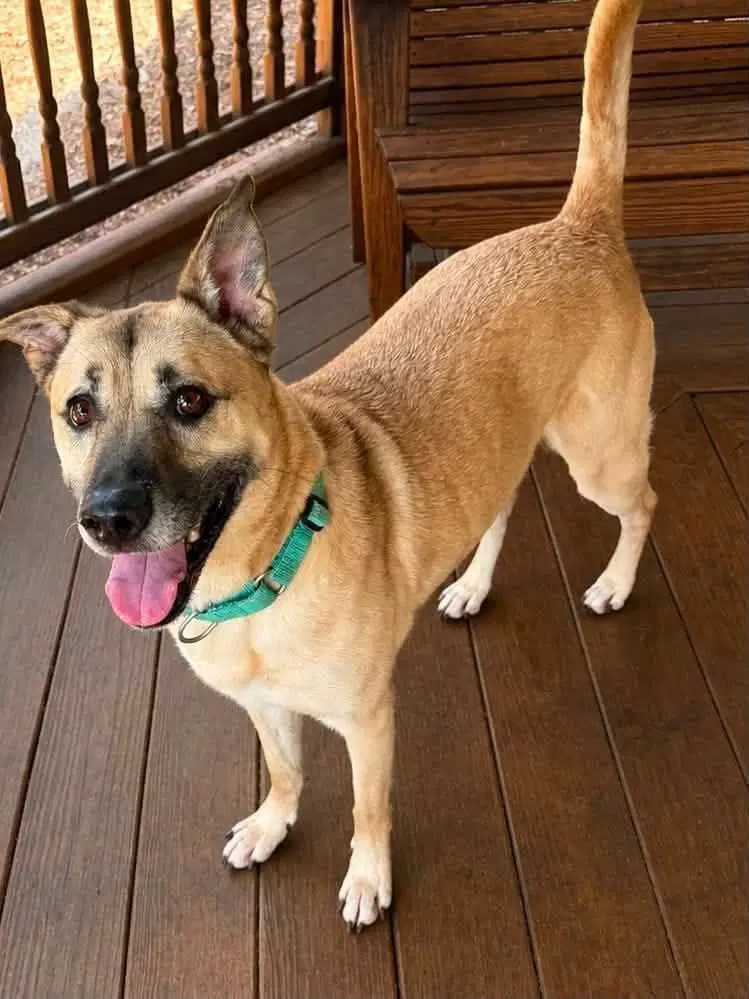 Butters - Black Mouth Cur