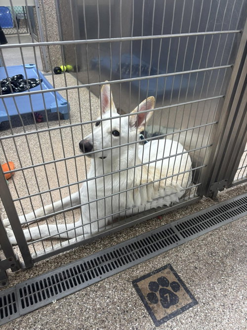 Female Shepherd Mix