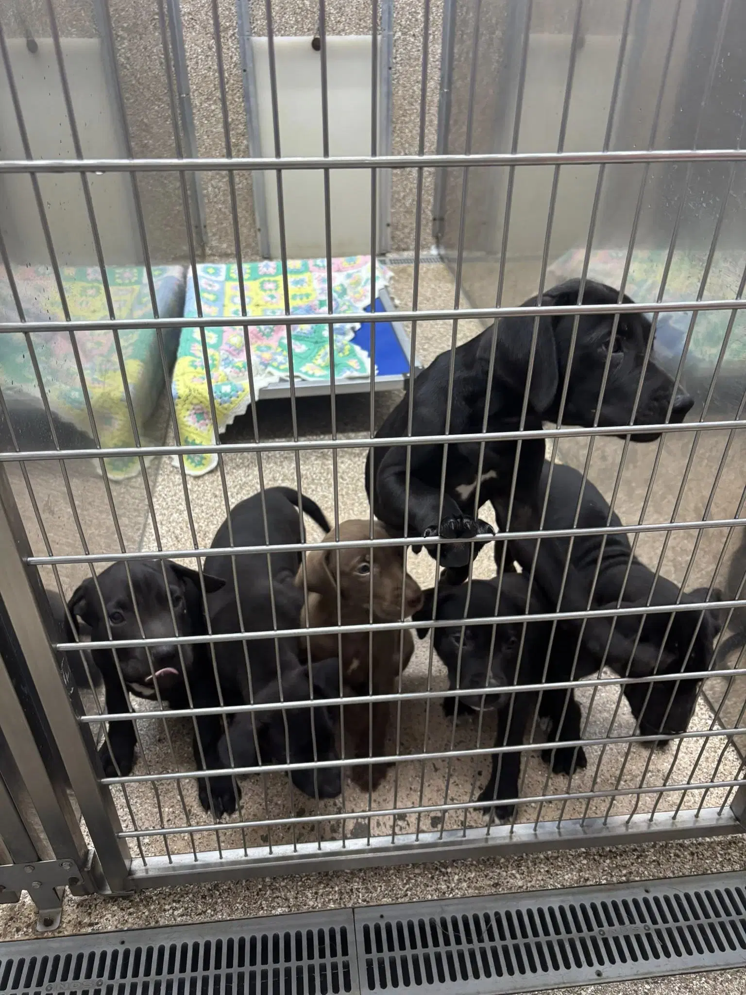 Pit Mix Puppies - Pit Bull Terrier