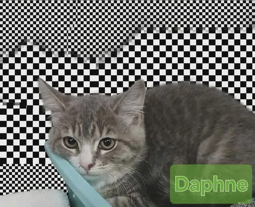 Daphne