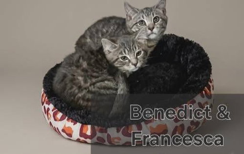 Benedict and Francesca