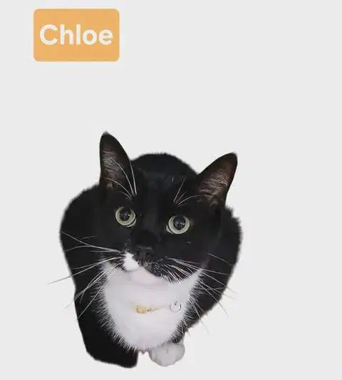 Chloe - Tuxedo