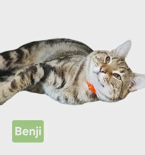 Benji