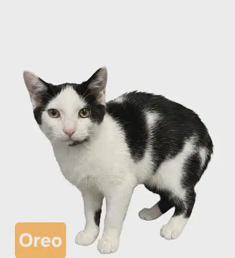 Oreo - Domestic Short Hair