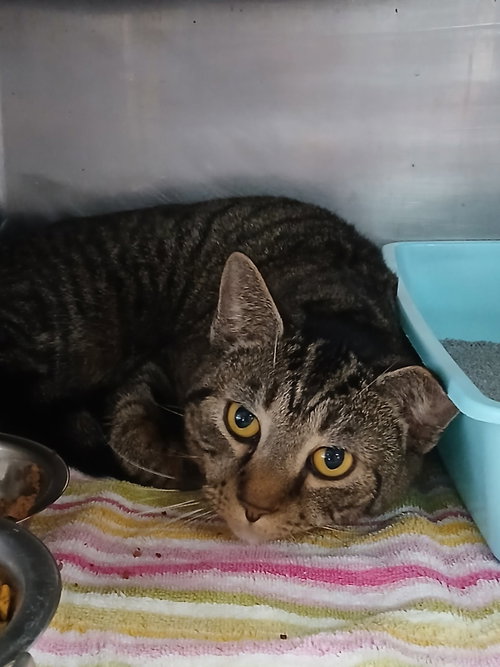 Tubbs, an adoptable Tabby in Martinsburg, WV