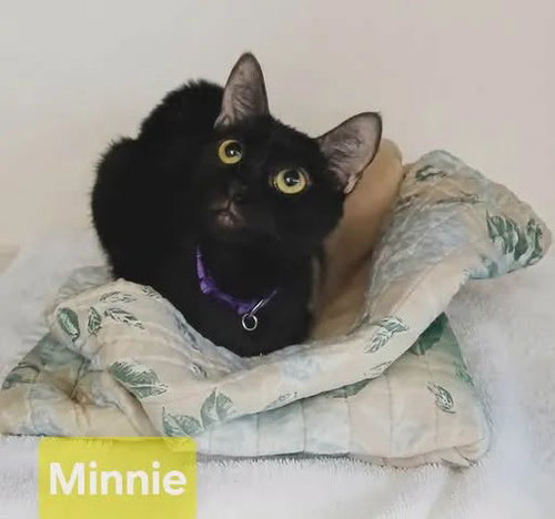 Minnie
