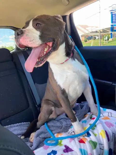 Tank - Pit Bull Terrier