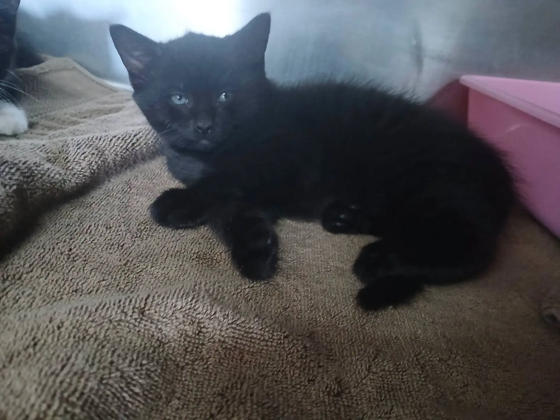 Female Kittens-Blackwhite - Domestic Short Hair