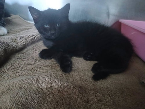Female Kittens-Black/white!, an adoptable Domestic Short Hair in Martinsburg, WV