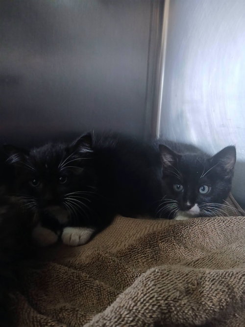 Female Kittens-Black/White! photo 2