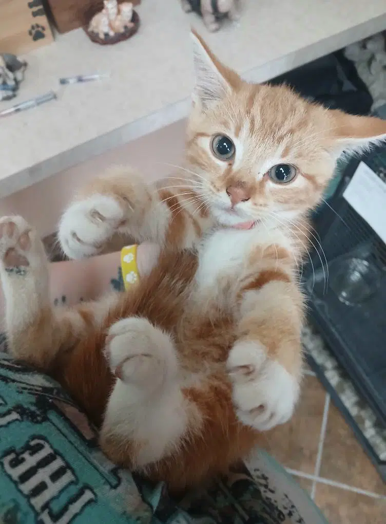 More Kittens - Tabby