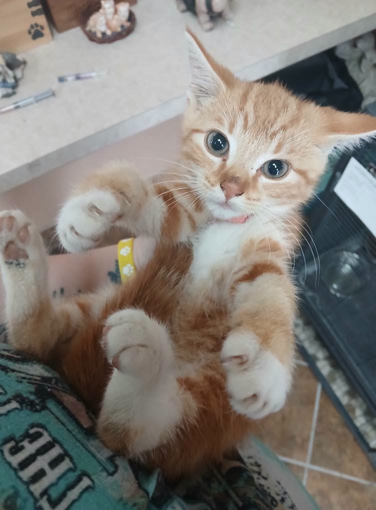 More Kittens