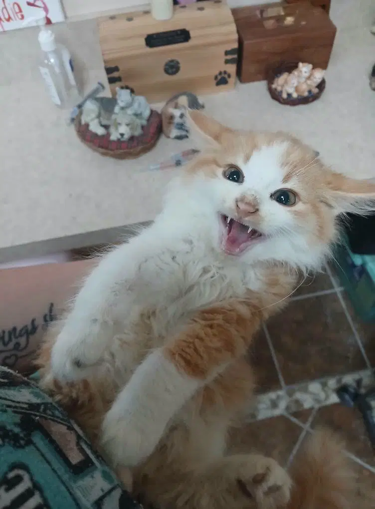 More Kittens image 2