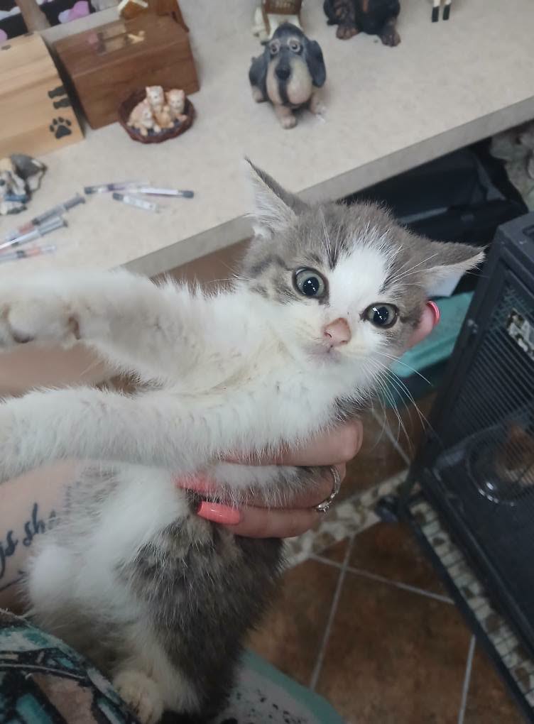 More Kittens!, photo 4