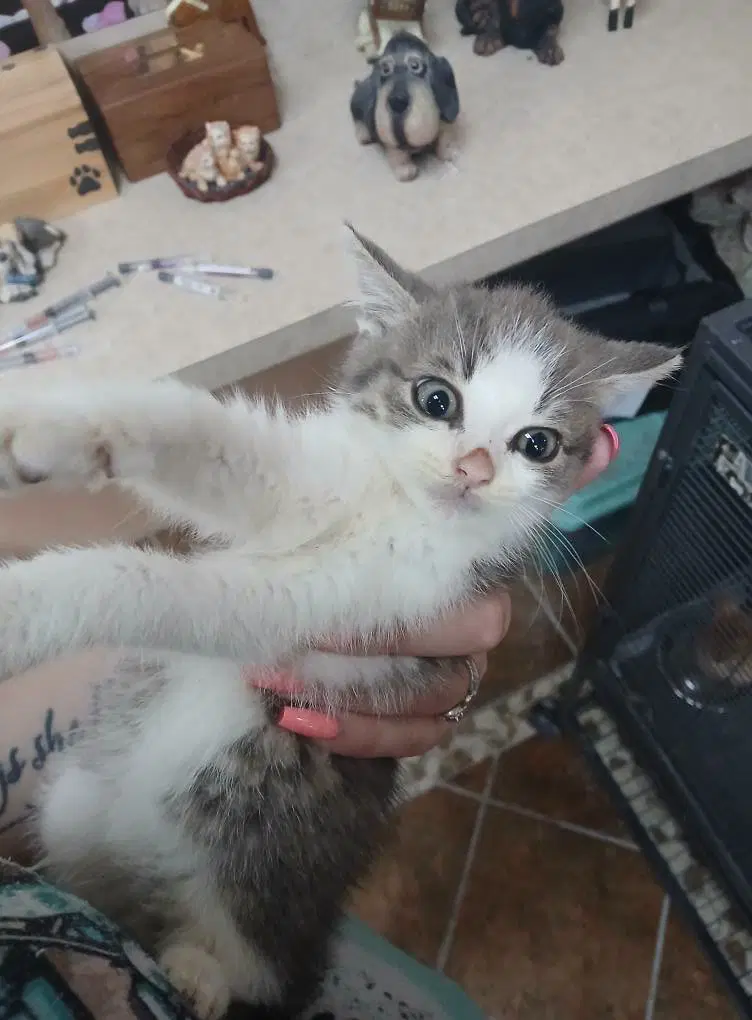 More Kittens image 4