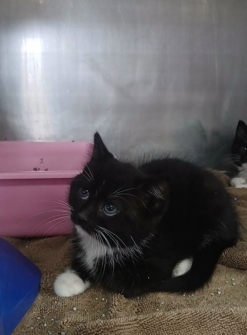 Female Kittens, an adoptable Tuxedo in Martinsburg, WV