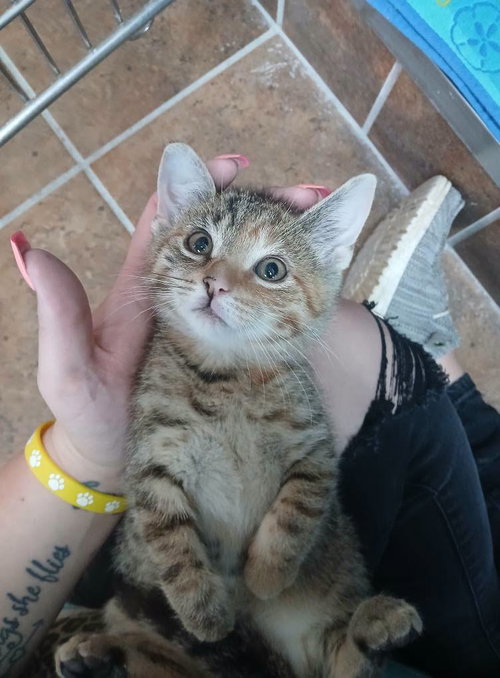 Female Kittens photo 3