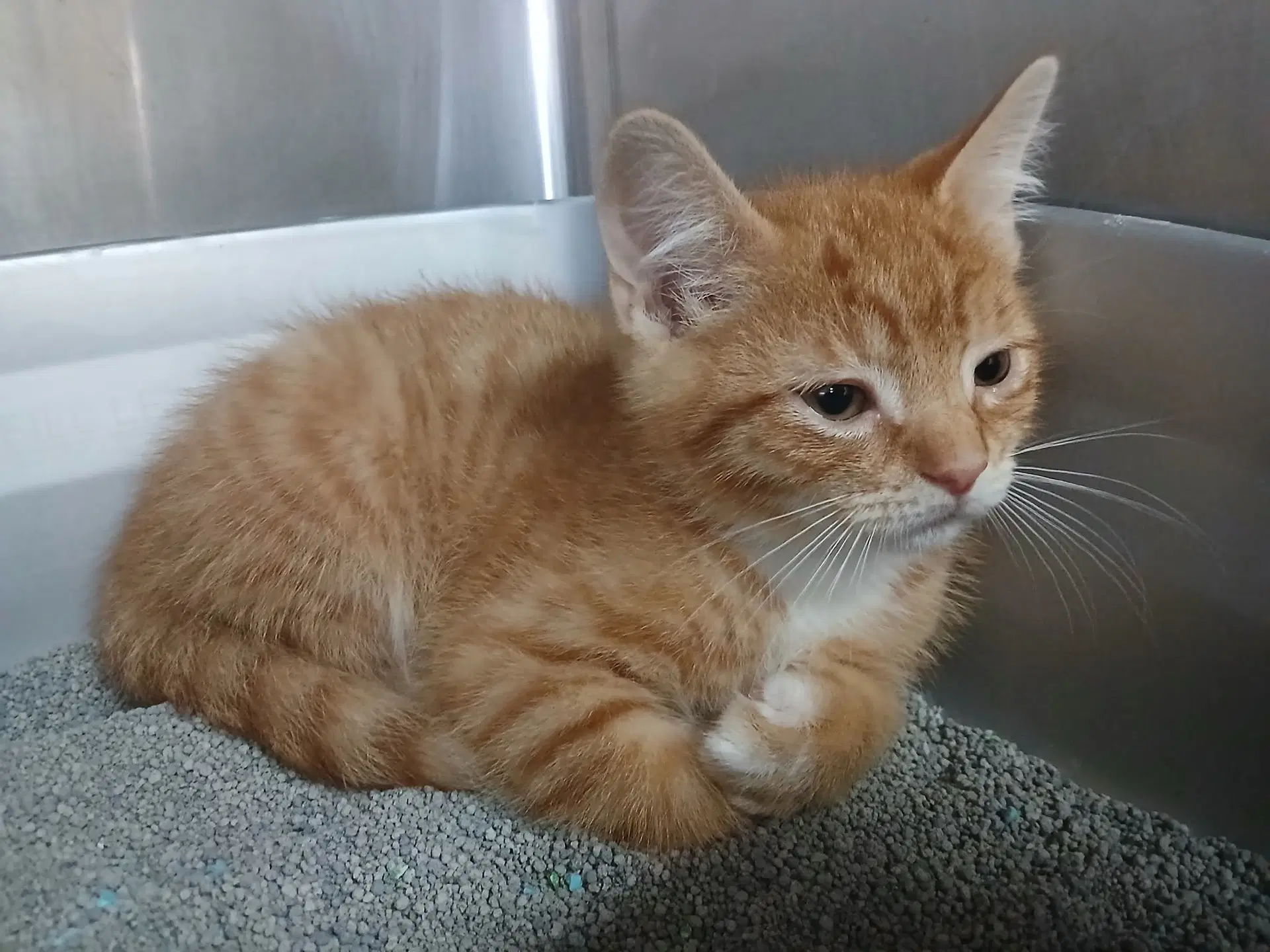 Two Orange Boy Babies - Tabby
