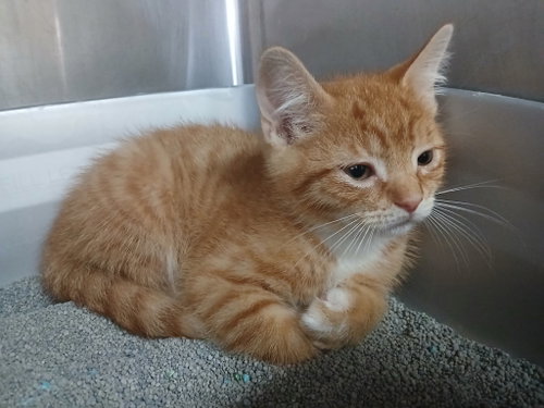 Two Orange Boy Babies!, an adoptable Tabby in Martinsburg, WV