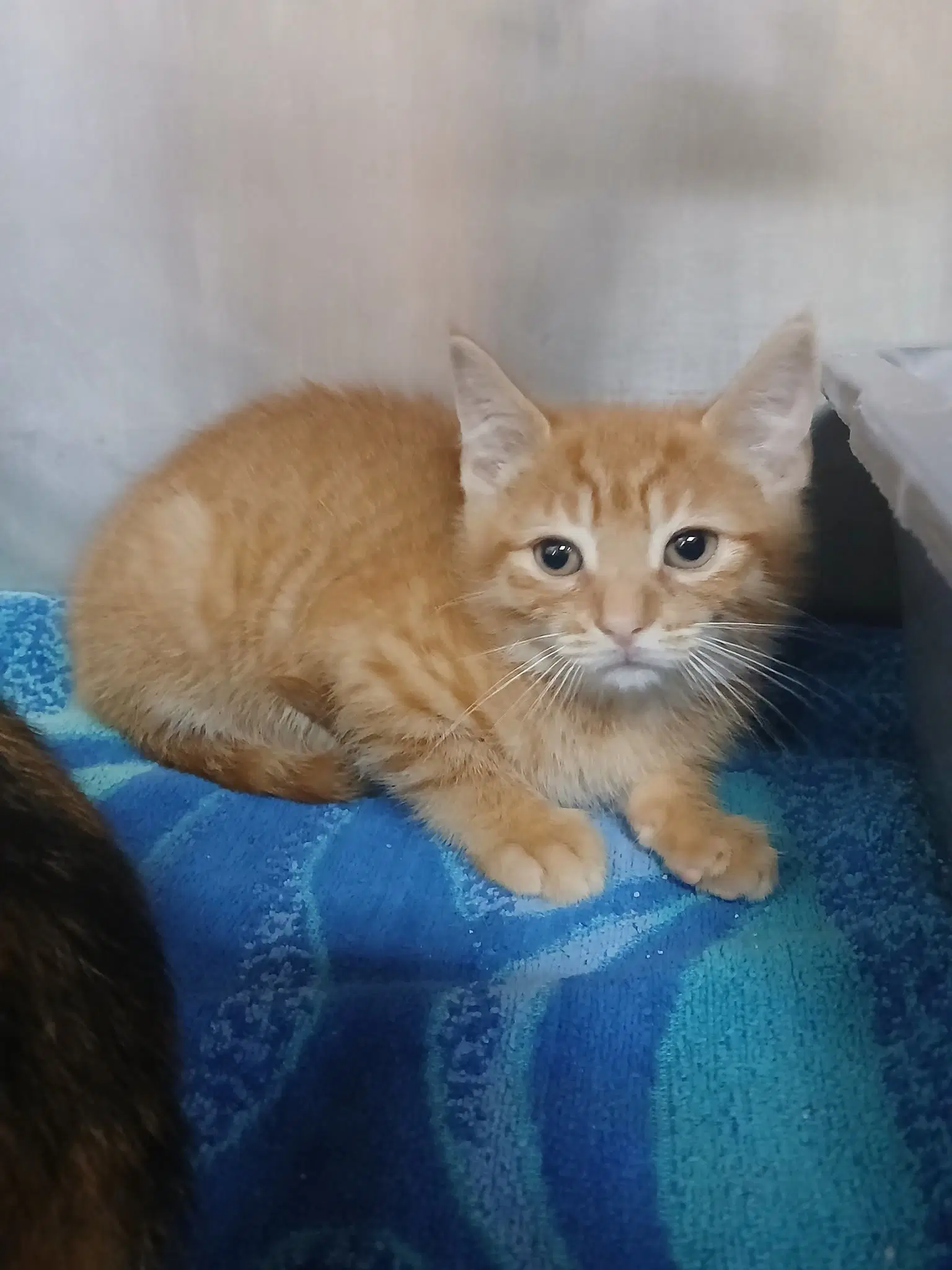 Two Orange Boy Babies image 2