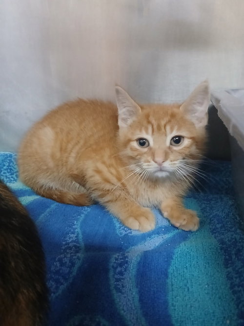 Two Orange Boy Babies! photo 2