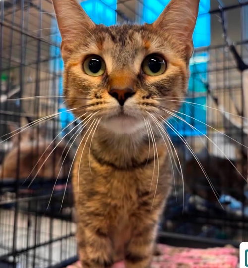 Ariel, an adoptable Tabby in Martinsburg, WV