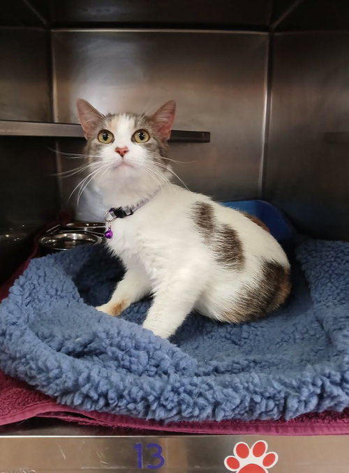 Bubbles, an adoptable Tabby in Martinsburg, WV
