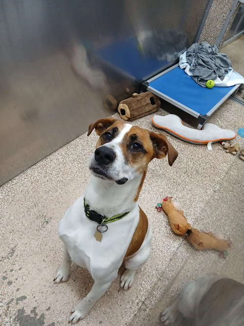 Blue, an adoptable Hound in Martinsburg, WV