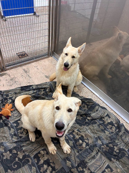 Fluff and Kane, an adoptable White German Shepherd in Martinsburg, WV