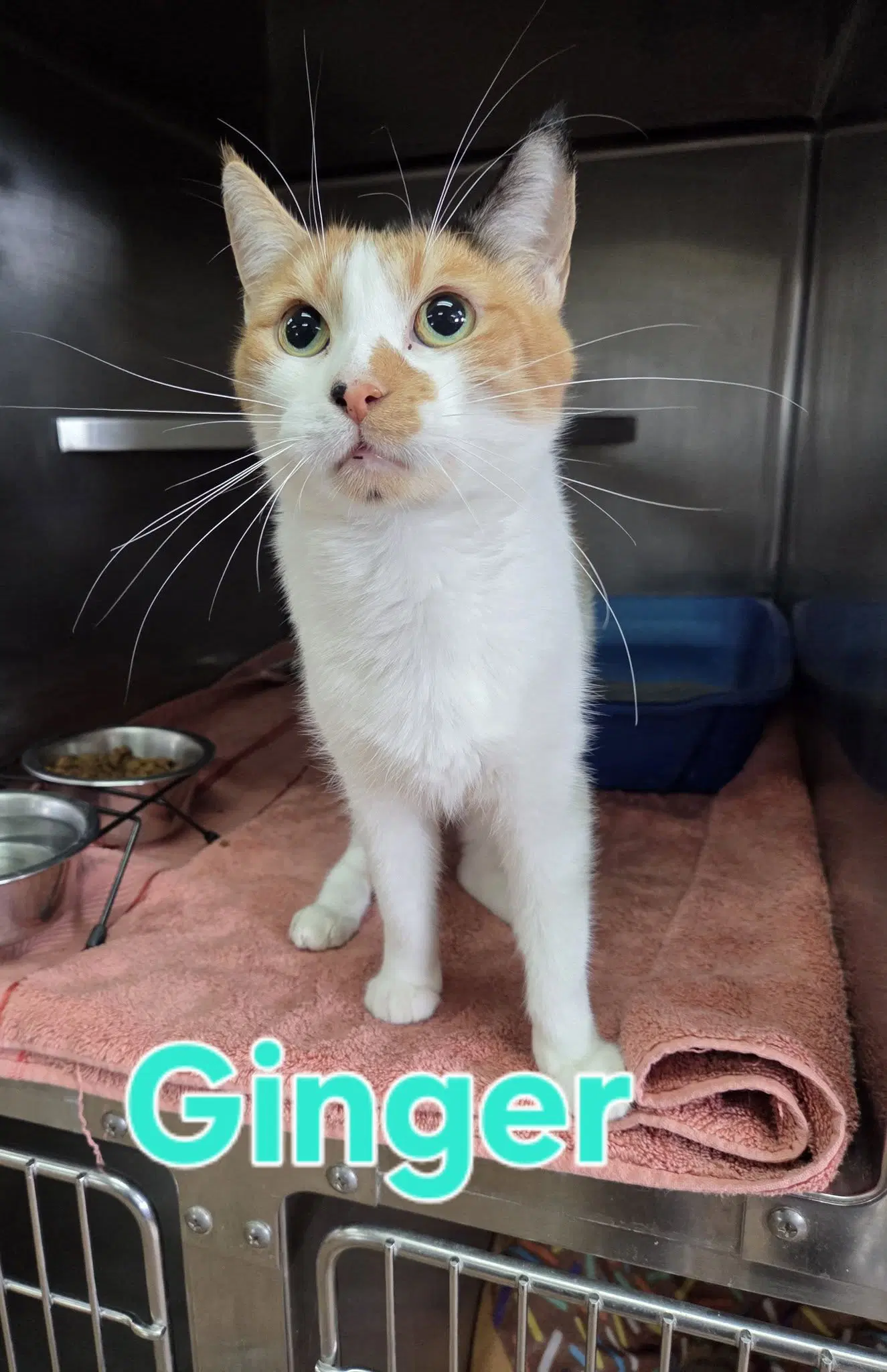 Ginger - Calico