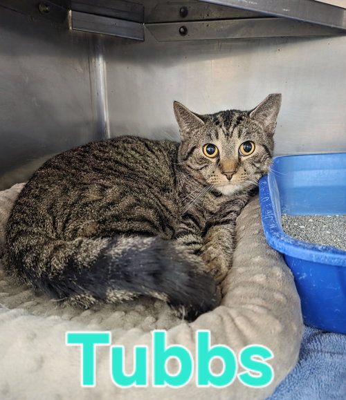 Tubbs photo 2