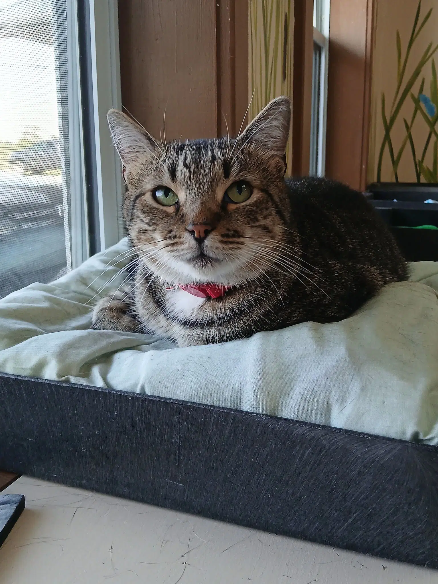 June - Tabby