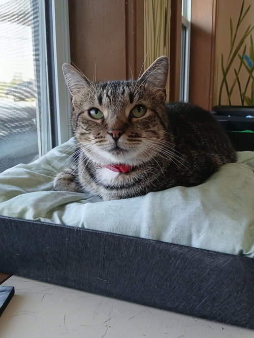 picture of the cat needing adoption