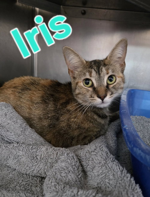 Iris