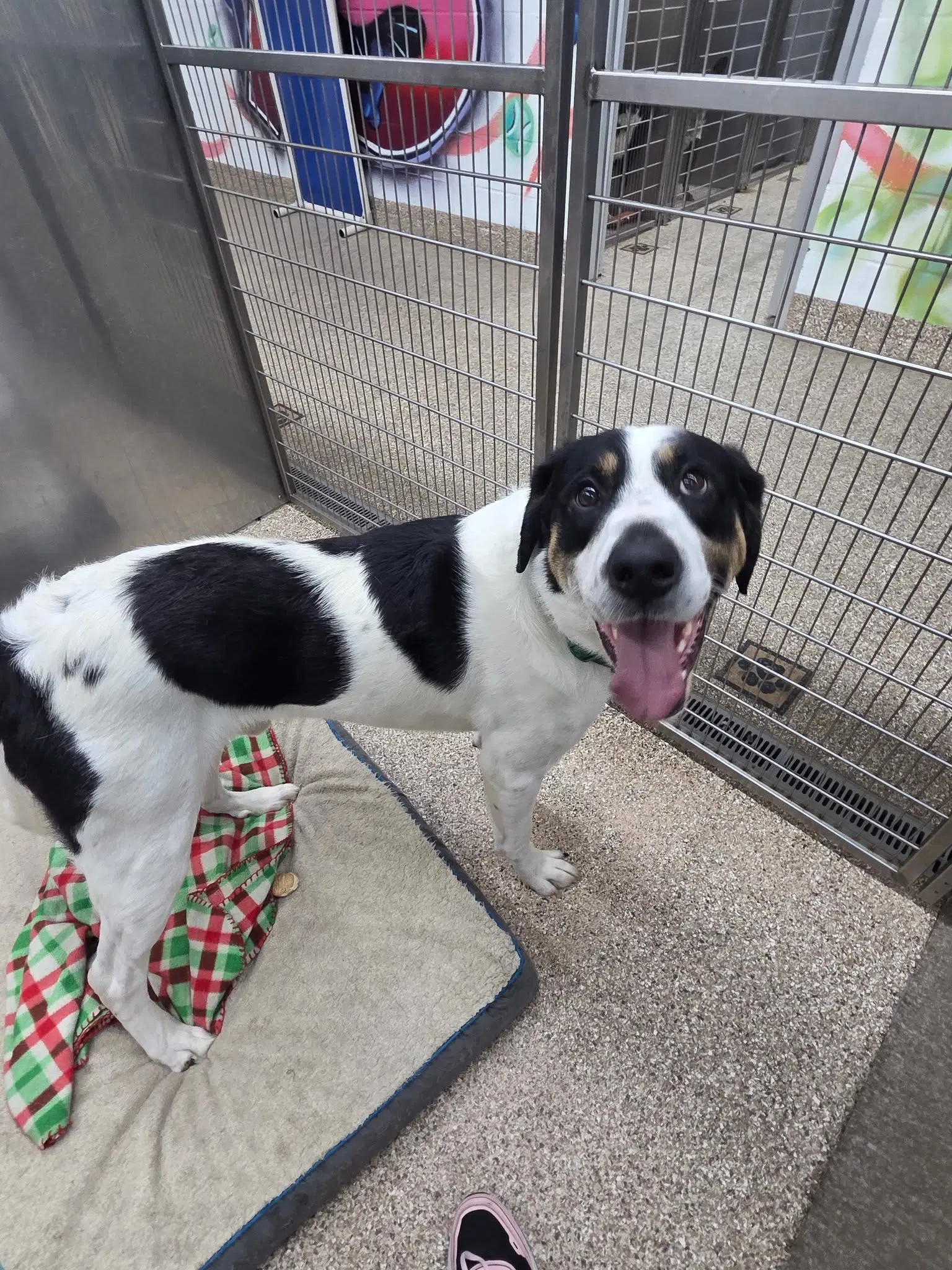 Ruger - Greater Swiss Mountain Dog