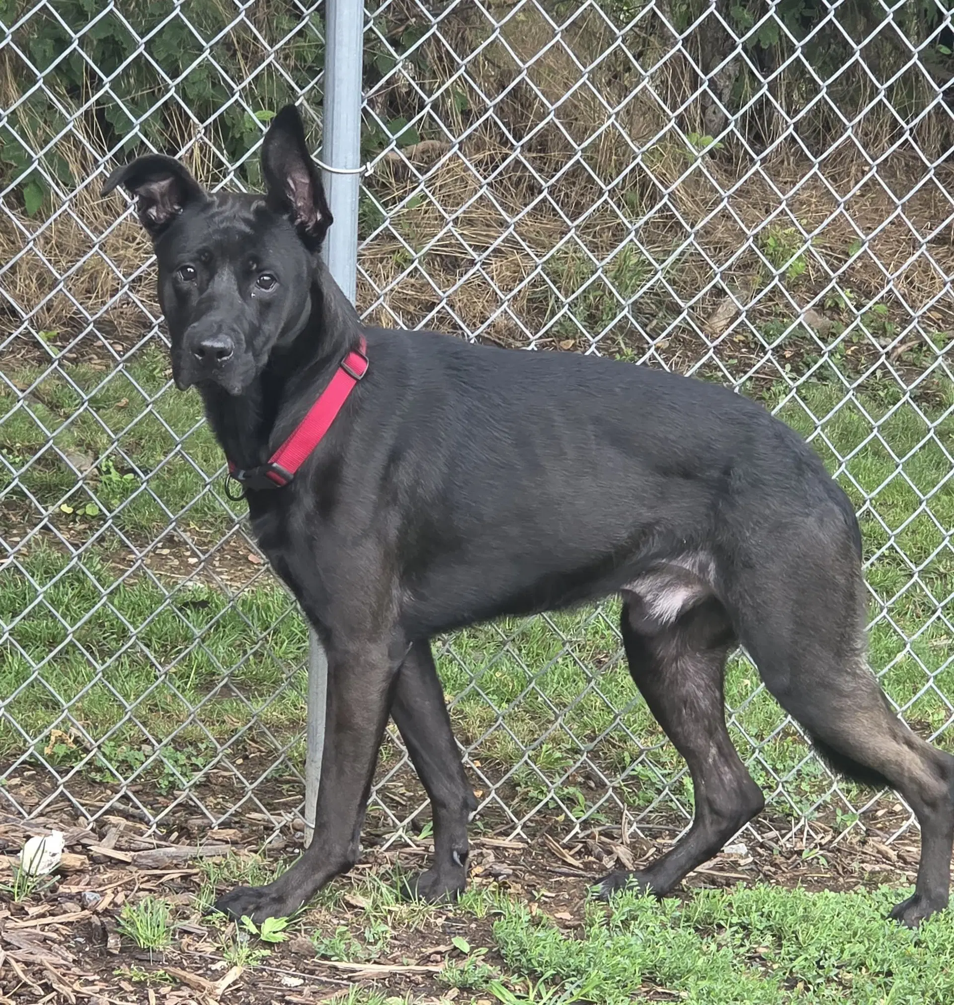 Winston - German Shepherd Dog
