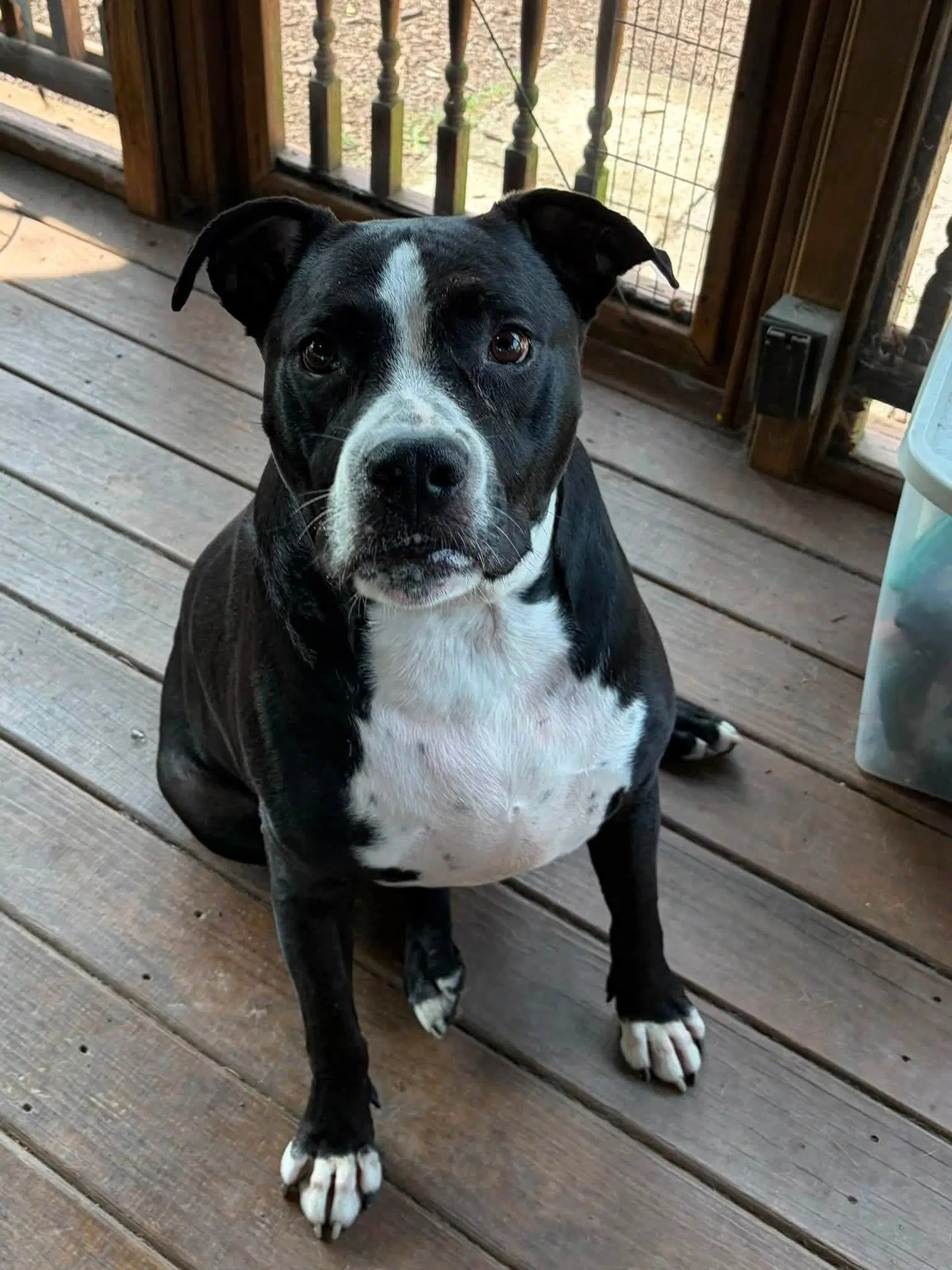 Big Bama - Pit Bull Terrier