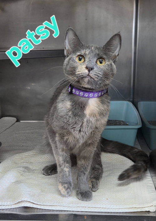 Photo 2 of Patsy