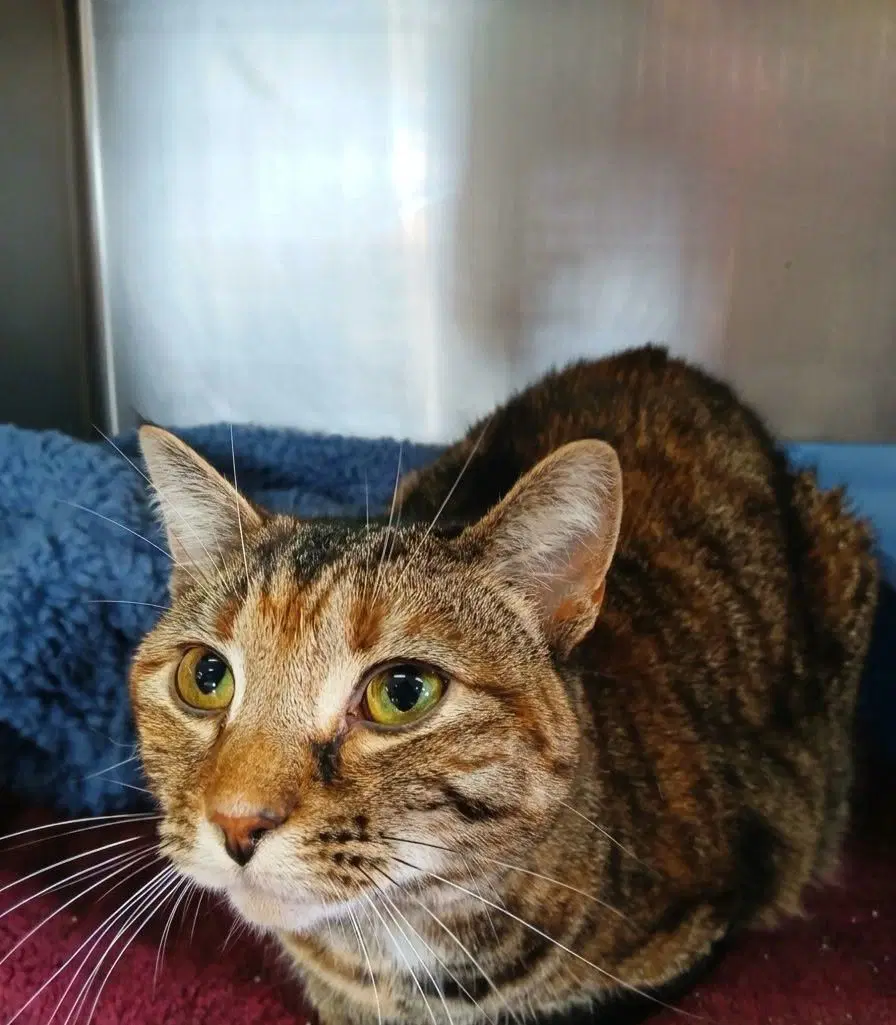 Sapphire - Tabby
